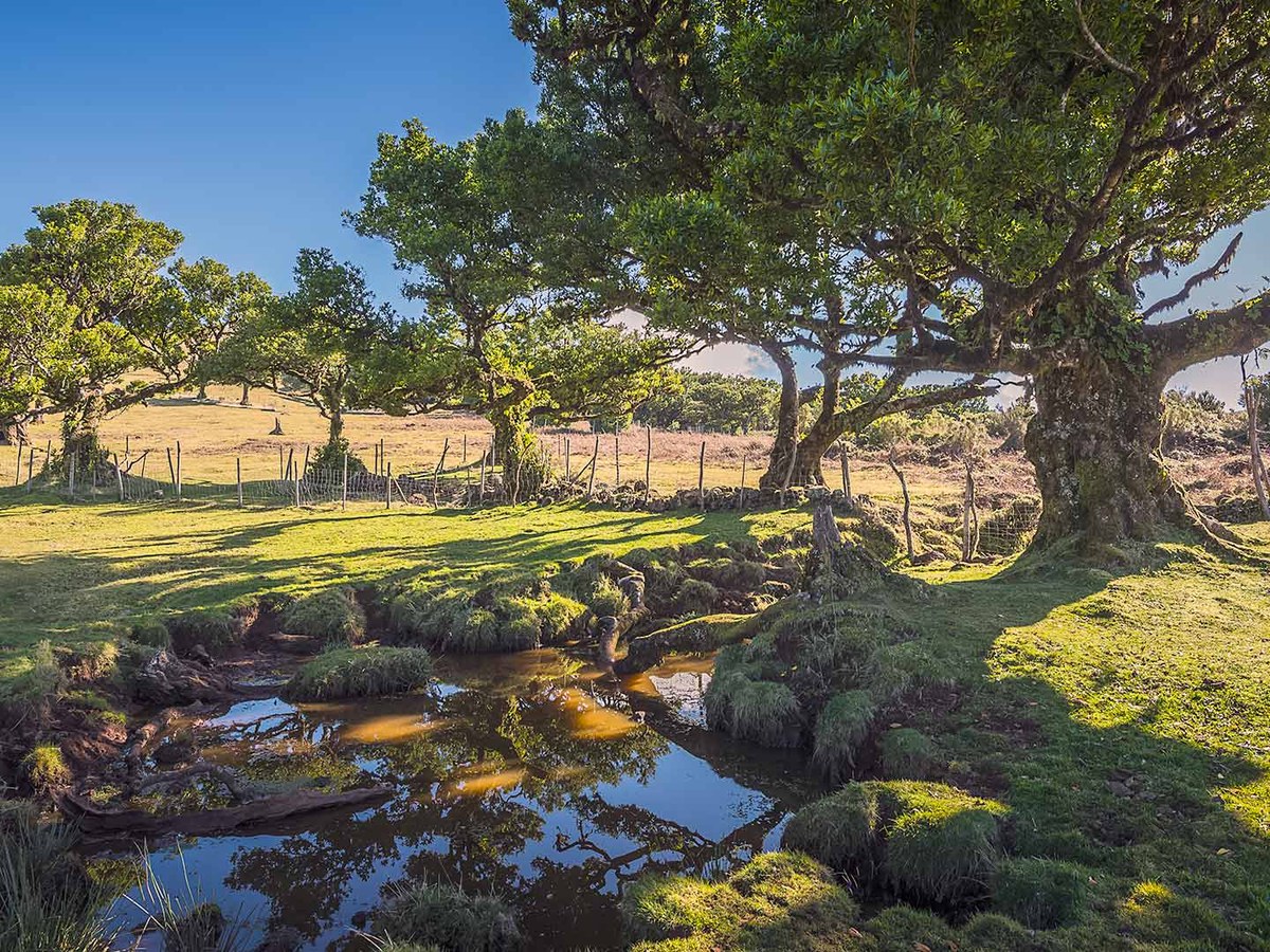 Floresta mística do Fanal